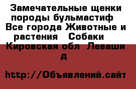 Замечательные щенки породы бульмастиф - Все города Животные и растения » Собаки   . Кировская обл.,Леваши д.